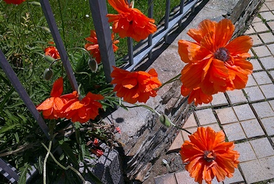 Mohn